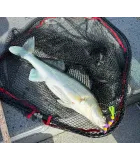 Mandula K.P Foam Jig