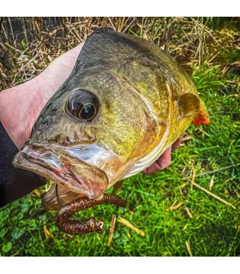 Perch Professor Flying Worm