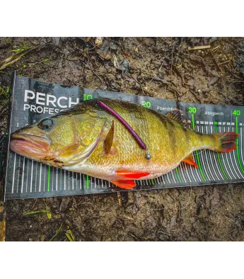 Perch Professor Flying Worm