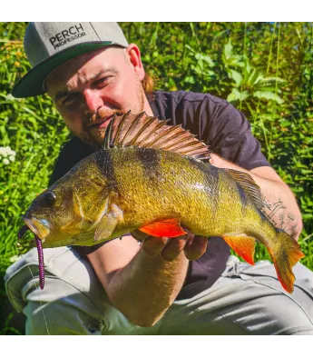 Perch Professor Flying Worm