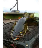 K.P BAITS Lazy Shad