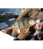 K.P BAITS Lazy Shad