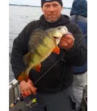 K.P BAITS Lazy Shad