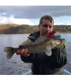 K.P BAITS Lazy Shad