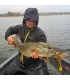K.P BAITS Pike Shad Junior