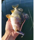 Savage Gear Cannibal Shad