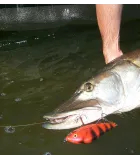 Salmo Slider
