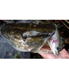 Savage Gear 4D Line Thru Trout