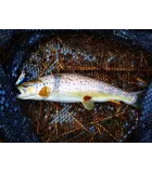 Salmo Hornet