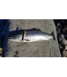 T.Lures käsitöölant 