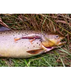 Salmo Bullhead
