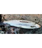 T.Lures käsitöölant "Hübriid Nigli"