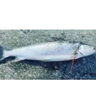 T.Lures käsitöölant "Hübriid Nigli"