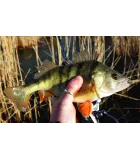 Okuma Psycho Perch Spin