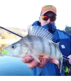 Keitech Easy Shiner