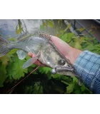 Keitech Easy Shiner