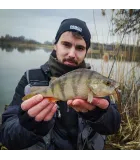 Perch Professor Flying Worm