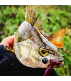 Perch Professor Flying Worm