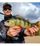 Perch Professor Fluky Shad