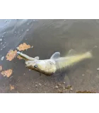 Daiwa Steez Stirring Shad