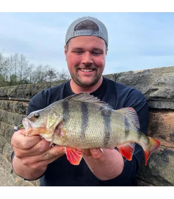 LMAB KØFI Perch Shad