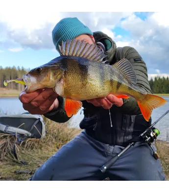 LMAB KØFI Perch Shad