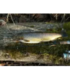 Salmo Hornet