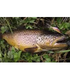 Salmo Hornet