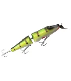 Creek Chub