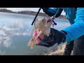 Perch Professor Fapping Craw video