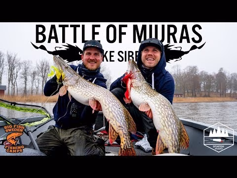 Strike Pro Miuras Mouse video