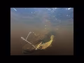 Abu Garcia® Beast Insta-Spinnerbait video